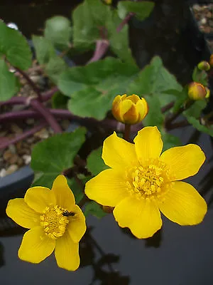 Caltha Palustris Marsh Marigold Pond Marginal Plant Kingcup Bog FREE POSTAGE • £6.95