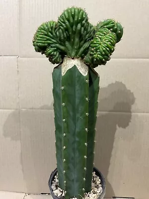 Cactus.       Altmans TPM.     Crested.      Grafted Cacti. • $50