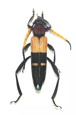 Cerambycidae. Thompsoniana Imitans.  Mount Bawang West Kalimantan  (7) • $10