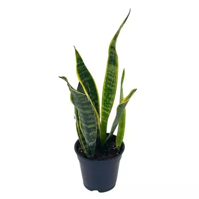 Variegated Snake Plant Cow's Tongue Lengua De Vaca St George's Sword Mother- • $21.99