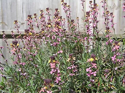 Erysimum 'Chelsea Jacket' - 9cm Pot - Free P/p On Orders Of £15 • £5.50