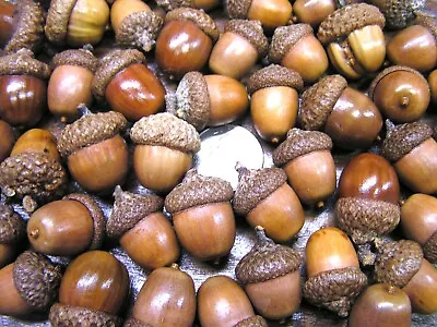 47 Dried Acorns With Caps For Fall Crafts Real Acorns Natural Finish Set 38 • $21.89