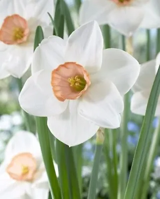 NARCISSUS 'SOPHIE GIRL'-x 10 Bulbs  • £8.95