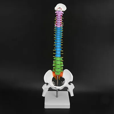 Human Spine Model Life Size Colorful 45cm/17.7in Flexible Skeleton Spine • $25.41