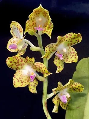$35 • Buy MOS. Orchid Species Phalaenopsis Hygrochila