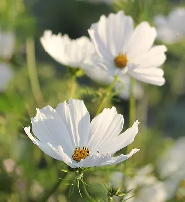 Cosmos Bipinnatus 'Purity' / Large Pure White Flowers All Summer / 150 Seeds • £1.49