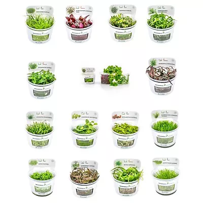 £7.94 • Buy Dennerle Plant-It In-Vitro Aquarium Plants - Shrimp Safe - Snail & Algae Free