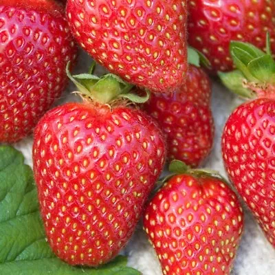 Allstar Junebearing Strawberry Plant (Lot Of 25 Plants) • $26.98