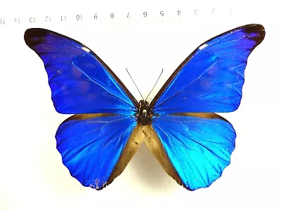 Entomology Butterfly: Morpho Rhetenor Rhetenor Male Guyana • $22