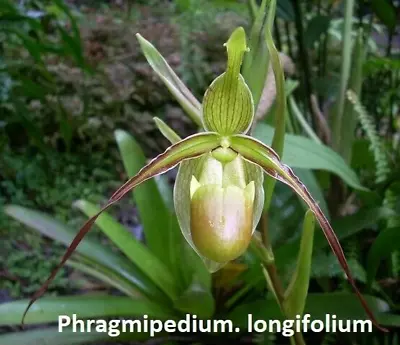 Orchid Phragmipedium Longifolium • $45