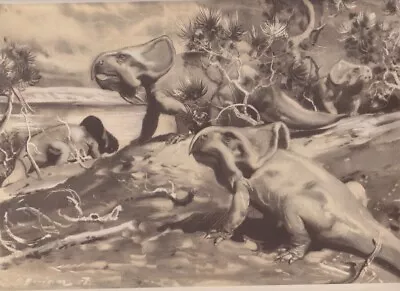 MONGOLIAN Prehistoric PROTOCERATOPS Sepia Print By Z Burian 1963 V Fine 9x13  • $19.45