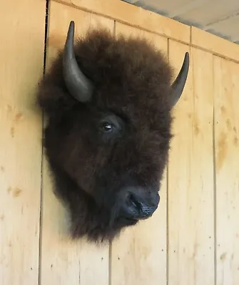 Real Buffalo / Bison Head Taxidermy Mount New Neck Mount • $1650