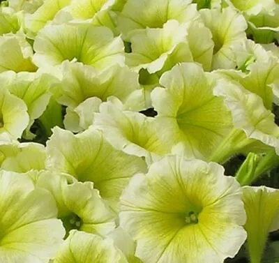 ~ Easy Wave YELLOW * Trailing Petunia * 20 Pelleted Seeds • $4.25