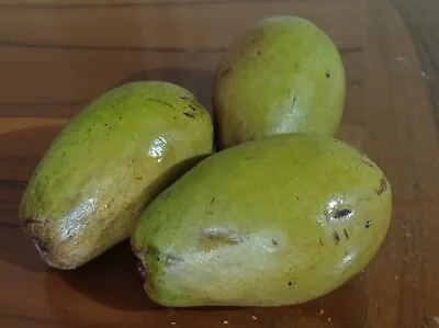 Wani Ngumpen Mango Seeds (Mangifera Caesia Jack) Var. Wani 20+ Seeds • $45