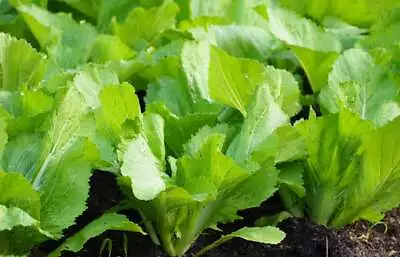 300+ Chinese Mustard Green Gai Choy Seeds大叶芥菜 • $3.99