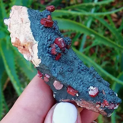 Vanadinite Gemmy Wine Red Crystals On Black Matrix - Mibladen Morocco 62g V • $45