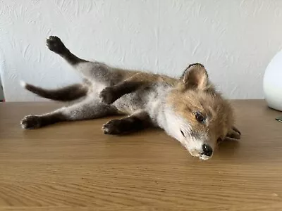 Taxidermy Red Fox Cub Vulpes Vulpes Lying Down Natural History Curios Oddities • £200