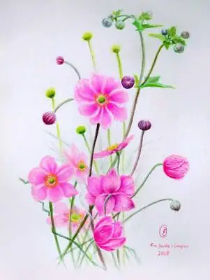 Botanical Illustration Of Flowers Japanese Anemone Original Painting • £150