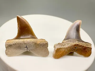 Pair Of Uncommon And Colorful Fossil LONGFIN MAKO Teeth - Ica Peru • $39