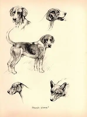 1933 Lovely Vintage Dog Print Original Pen & Pencil Sketch By K.F. Barker • £8.75