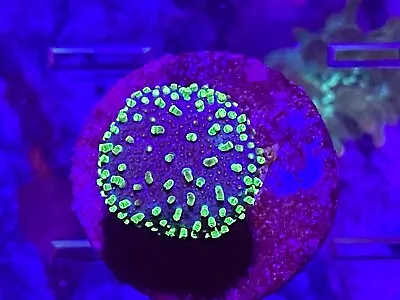 Neon Green Toadstool Leather - Very Easy Soft Live Coral Frag Reef Beginners • $34