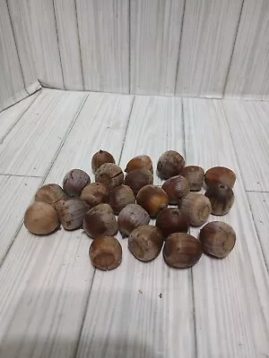 25 Large Michigan Northern Red Oak Tree Acorns Seeds Fall Decoration • $11.95