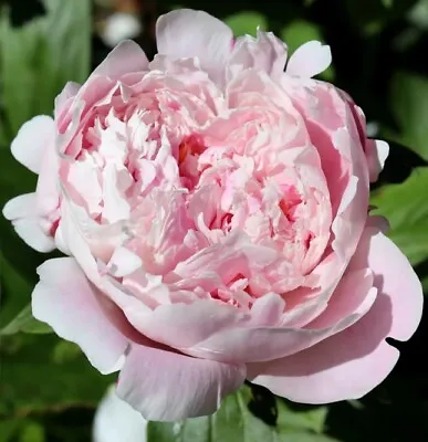 Garden Cottage Pink  Peony Paeonia Flower Plant In 1L • £14.99