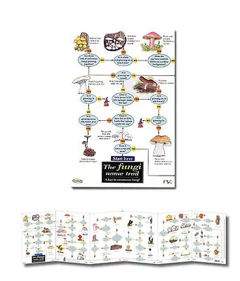 £4.95 • Buy Field Guide The Fungi Name Trail Laminated Identification Chart Poster