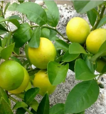 *SALE*Meyer Lemon Tree  Organic Non-GMO Small Plug • $11.75