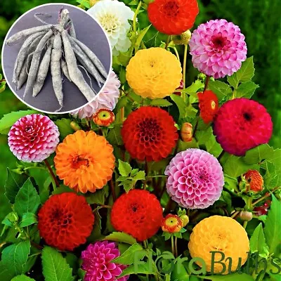 Dahlia - Pompom Beautiful Mix Large Flowering Perennial/Tubers/Bulbs PRE ORDER • £17.95