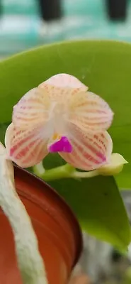 $65 • Buy Orchid - Species Phalaenopsis Javanica (in Spike)