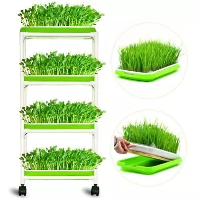 4 Layers Sprout Trays With Extra Strength Plastic Shelf Soil-free Healthy Wheatg • $34.04