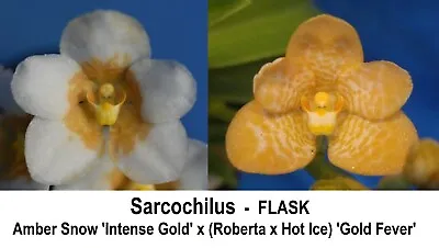 $10 • Buy THG Orchid SARCOCHILUS Amber Snow 'Int Gold' X (Roberta X Hot Ice) 'GoldF' 40mm