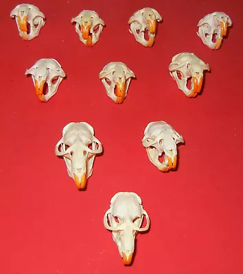 Lot Of 10 Muskrat Skulls Bone Real Taxidermy • $35.95