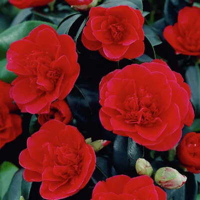 1 X Camellia Japonica 'lady Campbell' Bushy Evergreen Shrub Hardy Plant In Pot • £9.99