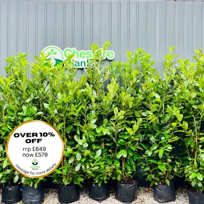 6-7ft Laurel Hedging X 10 For £649 FREE DELIVERY • £649