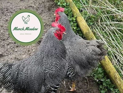 Barred Plymouth Rock Chicken Hatching Eggs (6)  - Large Fowl Poultry • £12.50