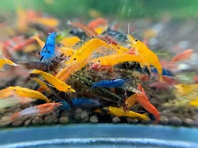 Mixed Color Cull Neocaridina Aquarium Shrimp For Beginner Shrimp Keeper • $150