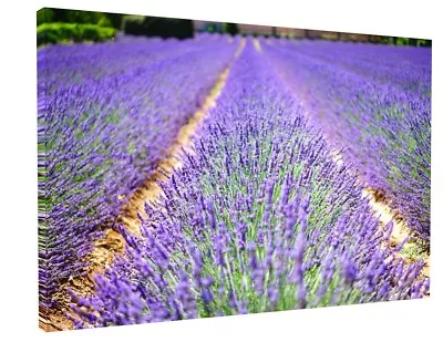 Lavender Flowers Field Meadow Canvas Picture Wall Art • £24.05