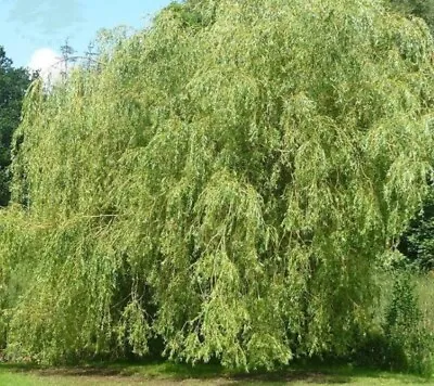 10 Weeping Willow Cuttings (Salix Babylonica) Unrooted • £10.99