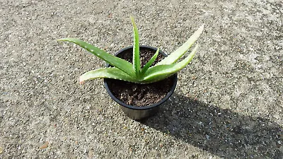 Aloe Vera Medicinal Plant Potted • £5.80