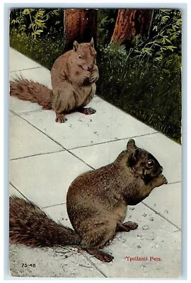 C1910 Ypsillanti Pets Eating Squirrels Animal Michigan Vintage Antique Postcard • $29.95