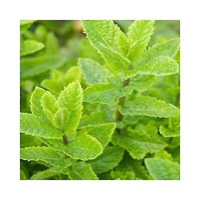 6 Moroccan Mint Herb Plug Plants (Fantastic Mint For Mint Tea) Grow Your Own. • £12.99