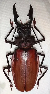 TOP RARITY Macrodontia Crenata 90.4mm!!! Peru GIANT - Beetle Insect Dynastes Bug • $270