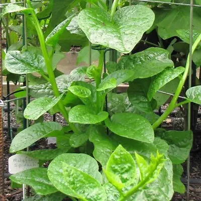 150 Seeds Malabar Spinach Organic Vine Vegetable • $15