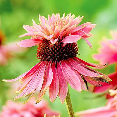 ECHINACEA Purpurea 'Doubledecker' X 10 Seeds • $5.50