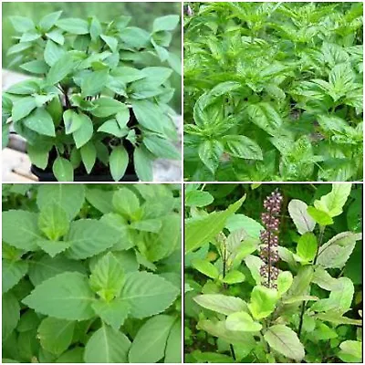 Holy Basil Plants~sacred Basil Well Rooted Live Plants 3 To 5 Inches  • $5