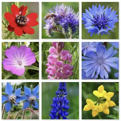  WILD FLOWER MEADOW Mix Uk Wild Scented Bee Mixed Meadow NO GRASS 4000 Seeds • £3.99