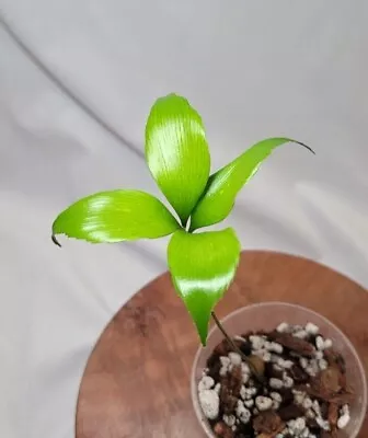 Zamia Picta Variegata Rare Cycad Seedling | Seed Grown • $74.99