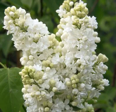 T&M Syringa Doubles Mme Lemoine Garden Plant Flowering Hardy Shrub 9cm Pots • £19.99